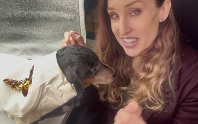 Behind the Stitching: Barry Brooch Wings